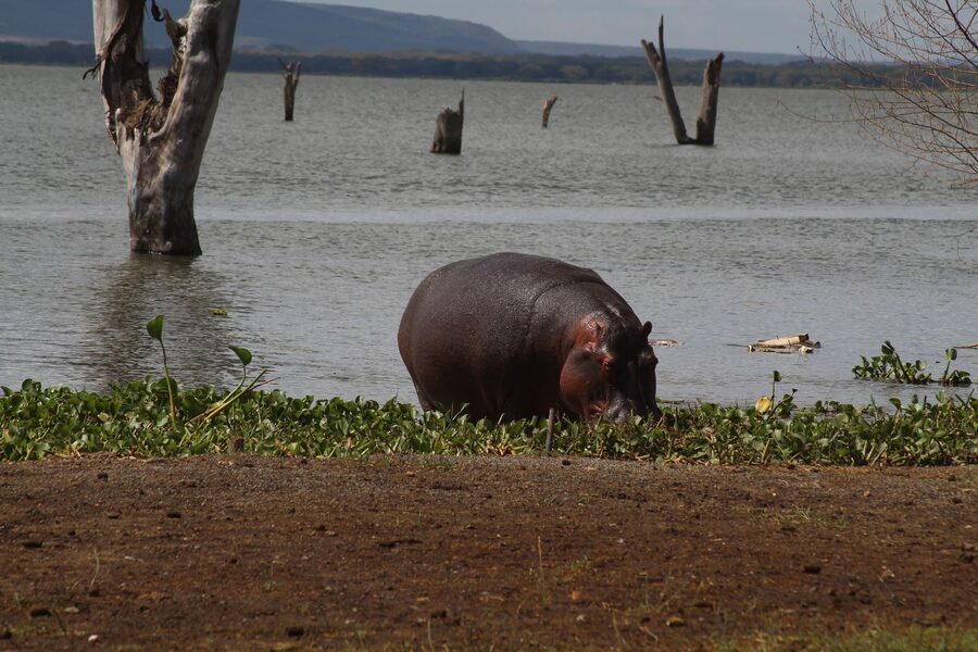 Naivasha