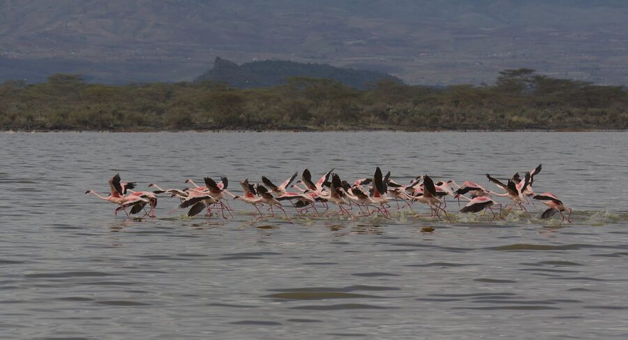 Nakuru